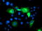 Ubiquitin-like-conjugating enzyme ATG3 antibody, TA503383, Origene, Immunofluorescence image 