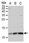 ERH MRNA Splicing And Mitosis Factor antibody, TA307978, Origene, Western Blot image 