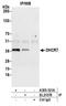 7-Dehydrocholesterol Reductase antibody, A305-321A, Bethyl Labs, Immunoprecipitation image 