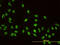 A-Kinase Anchoring Protein 8 antibody, LS-C133634, Lifespan Biosciences, Immunofluorescence image 