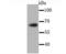 Chromatin Licensing And DNA Replication Factor 1 antibody, A01035, Boster Biological Technology, Western Blot image 