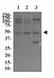 c-Myc antibody, NB200-108, Novus Biologicals, Western Blot image 