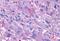 Glucagon receptor antibody, NLS4257, Novus Biologicals, Immunohistochemistry paraffin image 