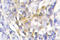 FMR1 Autosomal Homolog 2 antibody, LS-C176774, Lifespan Biosciences, Immunohistochemistry frozen image 