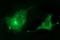 Secretory Carrier Membrane Protein 2 antibody, LS-C338300, Lifespan Biosciences, Immunofluorescence image 
