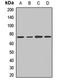 Conserved oligomeric Golgi complex subunit 6 antibody, LS-C669002, Lifespan Biosciences, Western Blot image 
