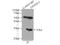 TPD52 Like 2 antibody, 11795-1-AP, Proteintech Group, Immunoprecipitation image 