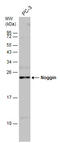 NOGG antibody, GTX133222, GeneTex, Western Blot image 