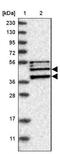 SH3GL2 antibody, NBP1-85521, Novus Biologicals, Western Blot image 