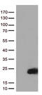 Interleukin 2 antibody, TA810802S, Origene, Western Blot image 