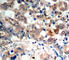 Protein Kinase AMP-Activated Catalytic Subunit Alpha 1 antibody, abx000479, Abbexa, Western Blot image 
