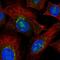 Platelet Derived Growth Factor Receptor Like antibody, HPA052801, Atlas Antibodies, Immunofluorescence image 