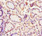 Eukaryotic Translation Initiation Factor 6 antibody, A62462-100, Epigentek, Immunohistochemistry paraffin image 