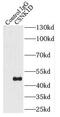 Casein kinase I isoform delta antibody, FNab01279, FineTest, Immunoprecipitation image 