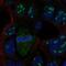 Leucine Rich Repeat Neuronal 4 antibody, PA5-67401, Invitrogen Antibodies, Immunofluorescence image 