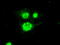 Periostin antibody, TA500070, Origene, Immunofluorescence image 