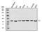 Klf14 antibody, A08730-2, Boster Biological Technology, Western Blot image 