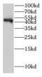 Glycine C-Acetyltransferase antibody, FNab03379, FineTest, Western Blot image 