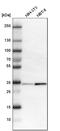 Annexin A4 antibody, HPA007393, Atlas Antibodies, Western Blot image 