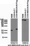 ADP-ribosylation factor-like protein 6 antibody, 73-270, Antibodies Incorporated, Western Blot image 