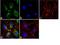 Ferritin Heavy Chain 1 antibody, 710967, Invitrogen Antibodies, Immunofluorescence image 
