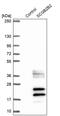 Secretoglobin Family 2B Member 2 antibody, PA5-61335, Invitrogen Antibodies, Western Blot image 