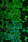 Acylaminoacyl-Peptide Hydrolase antibody, A5893, ABclonal Technology, Immunofluorescence image 
