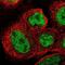 MORC Family CW-Type Zinc Finger 3 antibody, NBP1-83036, Novus Biologicals, Immunofluorescence image 
