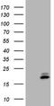 Midkine antibody, TA807775, Origene, Western Blot image 