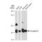 Oncostatin M antibody, GTX03212, GeneTex, Western Blot image 