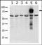 P21 (RAC1) Activated Kinase 5 antibody, AP14809PU-N, Origene, Western Blot image 