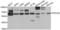 Ro60, Y RNA Binding Protein antibody, LS-C349005, Lifespan Biosciences, Western Blot image 
