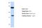 Histidine-rich glycoprotein antibody, NBP1-80492, Novus Biologicals, Western Blot image 