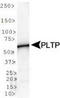 Phospholipid Transfer Protein antibody, TA301774, Origene, Western Blot image 