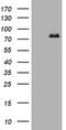 DNA Polymerase Iota antibody, TA801490BM, Origene, Western Blot image 