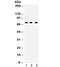 ATP Binding Cassette Subfamily G Member 5 antibody, R32320, NSJ Bioreagents, Western Blot image 