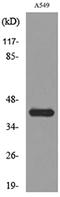 Selectin L antibody, LS-C742953, Lifespan Biosciences, Western Blot image 