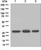 Fas Associated Via Death Domain antibody, ab124812, Abcam, Western Blot image 