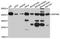 Zinc Finger Protein 396 antibody, LS-C748856, Lifespan Biosciences, Western Blot image 