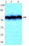 Autoimmune Regulator antibody, A00558-3, Boster Biological Technology, Western Blot image 