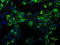 Aldehyde Dehydrogenase 2 Family Member antibody, CF500615, Origene, Immunofluorescence image 