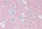 Thy-1 Cell Surface Antigen antibody, MBS245392, MyBioSource, Immunohistochemistry paraffin image 
