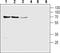 Solute Carrier Family 28 Member 1 antibody, PA5-77546, Invitrogen Antibodies, Western Blot image 