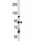 UBTF antibody, F42275-0.4ML, NSJ Bioreagents, Western Blot image 