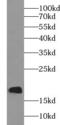 H2A Histone Family Member X antibody, FNab03885, FineTest, Western Blot image 