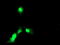 Exosome complex exonuclease RRP42 antibody, TA504226, Origene, Immunofluorescence image 
