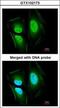 EF-Hand Calcium Binding Domain 14 antibody, GTX102173, GeneTex, Immunofluorescence image 