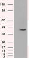 Mitochondrial Translational Release Factor 1 Like antibody, TA501012, Origene, Western Blot image 