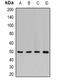 Adenylosuccinate synthetase isozyme 2 antibody, LS-C482629, Lifespan Biosciences, Western Blot image 