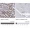 A-Kinase Anchoring Protein 11 antibody, NBP1-89169, Novus Biologicals, Immunohistochemistry paraffin image 
